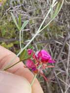 Image of Indigofera complicata Eckl. & Zeyh.