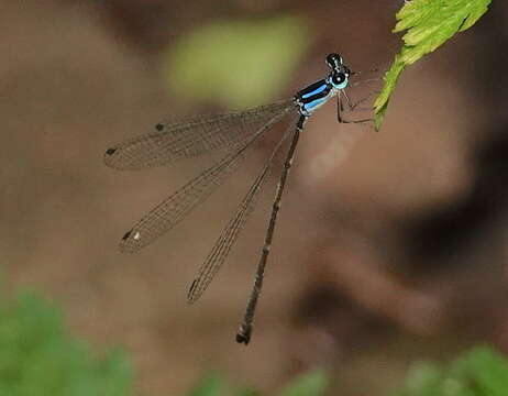 Image of Coeliccia membranipes (Rambur 1842)