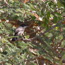 Image of Arabian Warbler