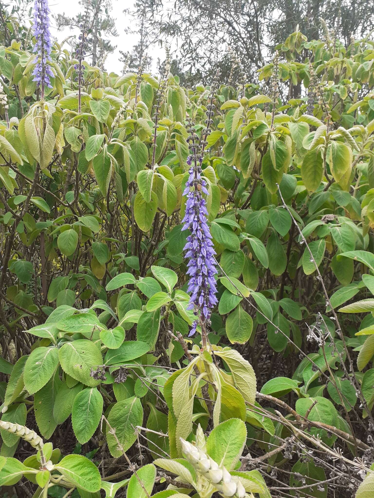 Imagem de Plectranthus barbatus Andrews