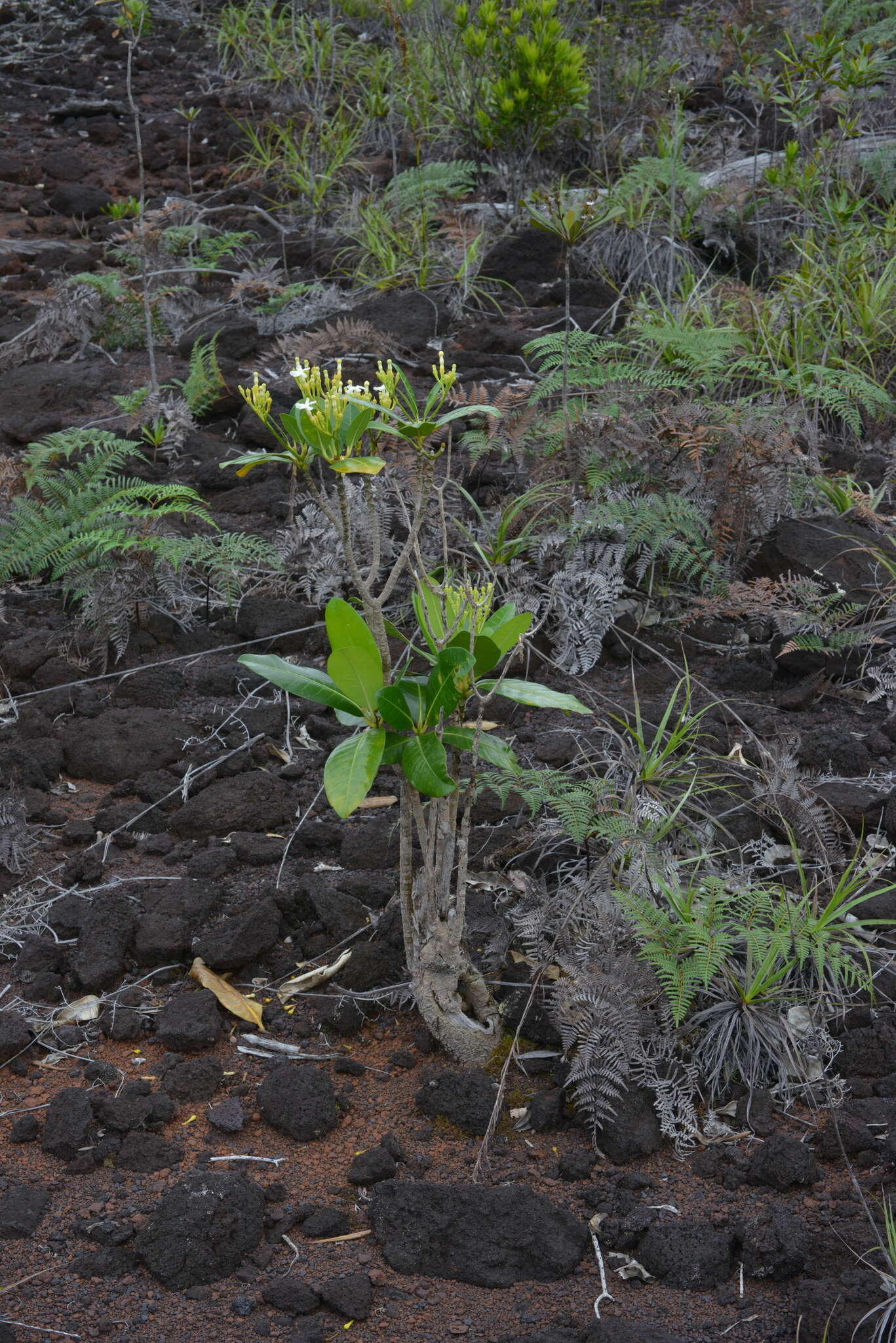 Image of Tabernaemontana cerifera Pancher & Sebert