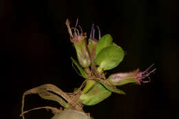 Image of Lythrum rotundifolium Hochst. ex A. Rich.