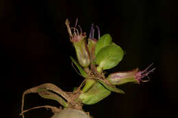 Imagem de Lythrum rotundifolium Hochst. ex A. Rich.