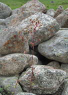 Image of Saxifraga paniculata subsp. cartilaginea (Willd.) D. A. Webb