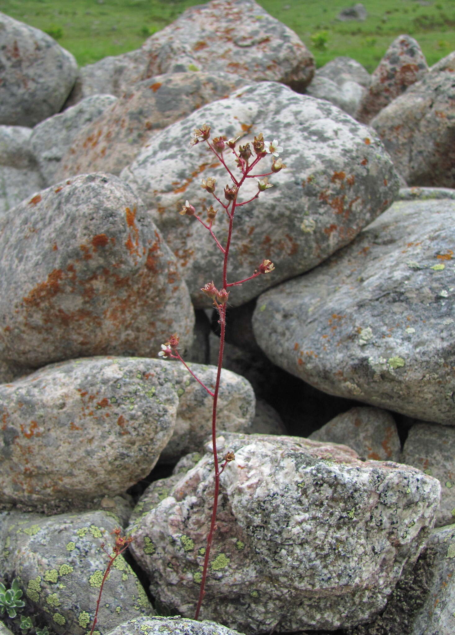 Image of Saxifraga paniculata subsp. cartilaginea (Willd.) D. A. Webb