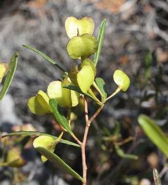 Image of Dodonaea amblyophylla Diels