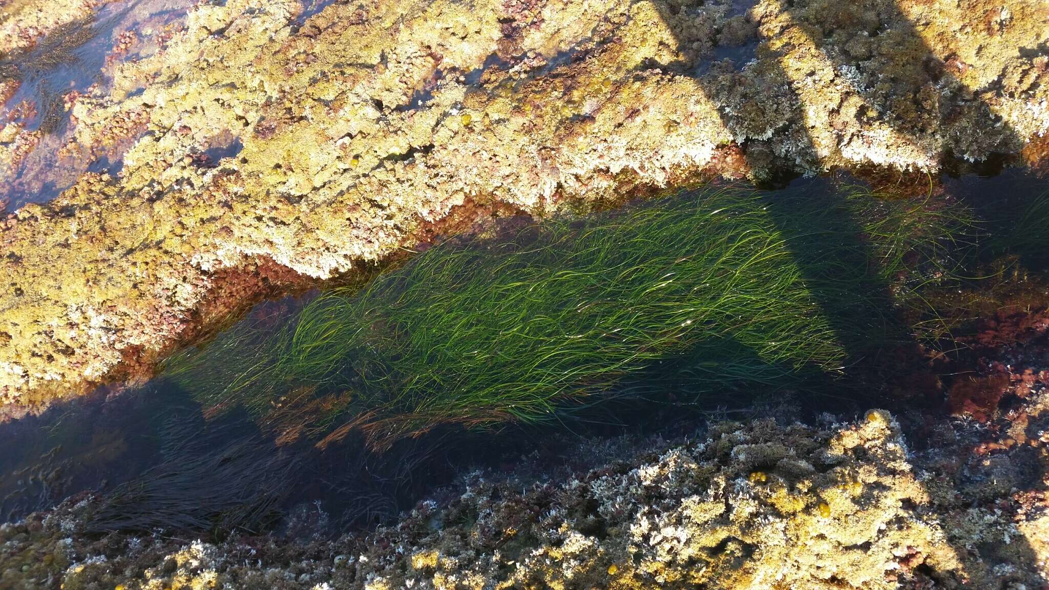 Image of Torrey's surfgrass