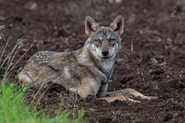 Imagem de Canis lupus pallipes Sykes 1831