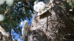 Image of Little Corella