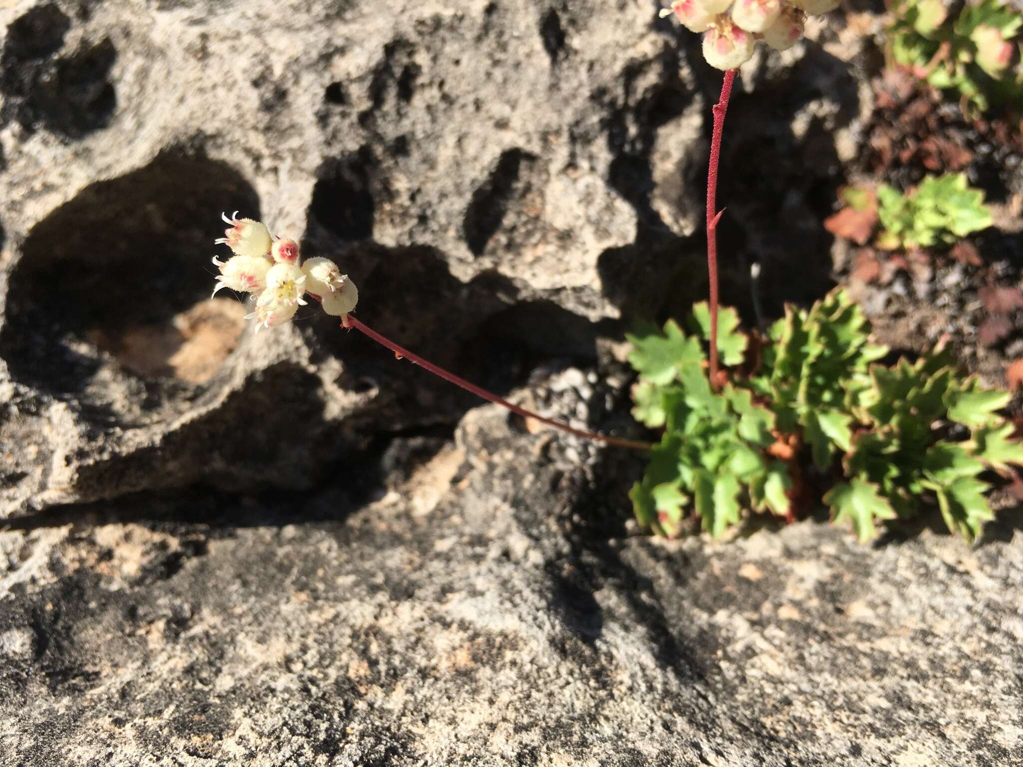 Image of Front Range alumroot