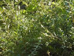 Image of Coriaria myrtifolia L.