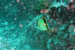 Image of French butterflyfish