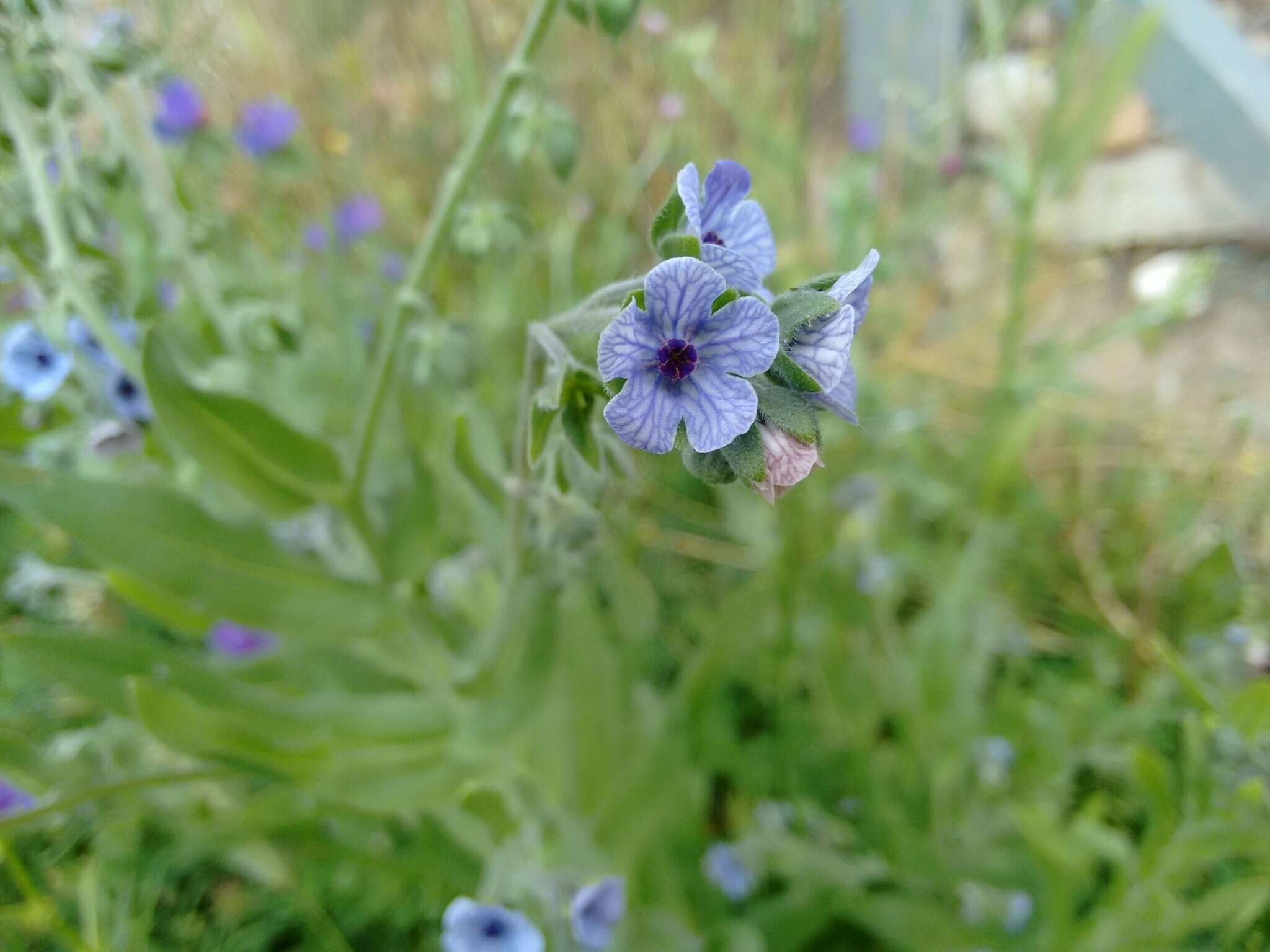 Image of blue hound's tongue