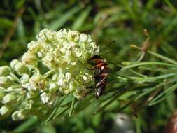 صورة Typocerus octonotatus (Haldeman 1847)