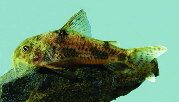 Image of Corydoras carlae Nijssen & Isbrücker 1983