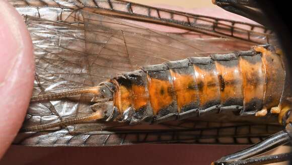 Image of American Salmonfly