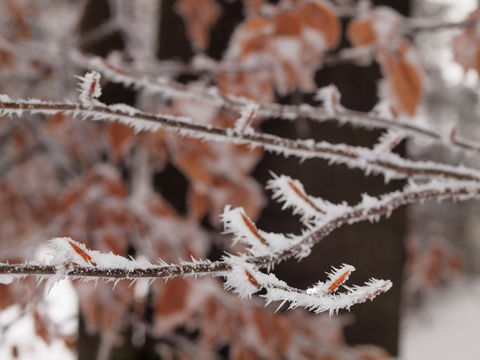 Image of European beech