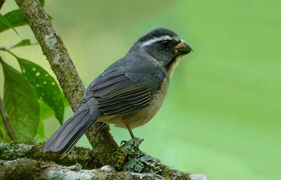 Image of Thick-billed Saltator