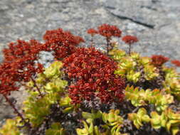 Image of Crassula dejecta Jacq.