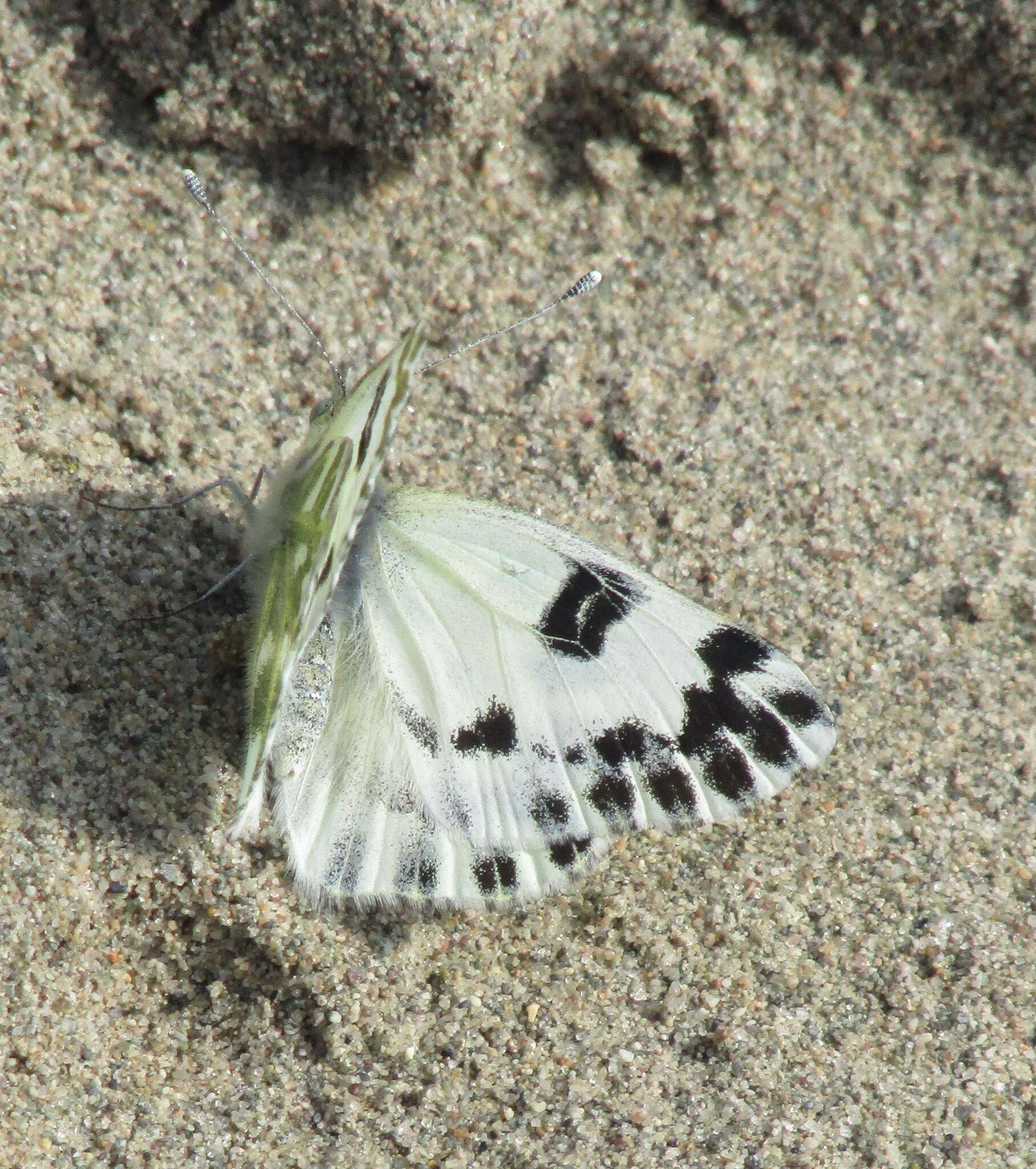 Image of Pontia chloridice (Hübner (1813))