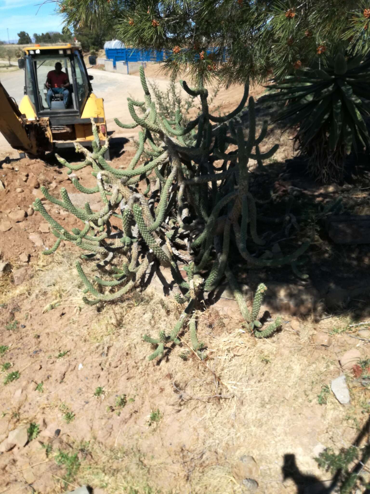 Image of cane cactus