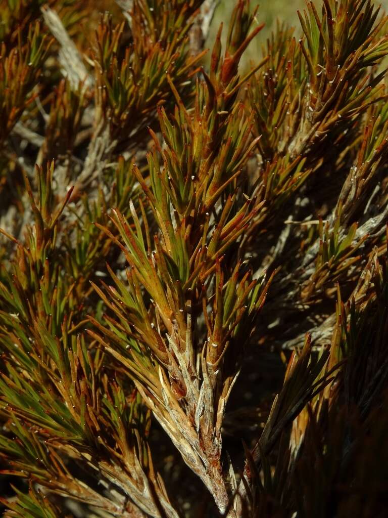 Image of Dracophyllum pearsonii T. Kirk