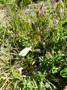 Image of autumn dwarf gentian