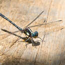 Sivun Neodythemis trinervulata (Martin 1902) kuva