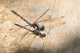 Sivun Neodythemis trinervulata (Martin 1902) kuva