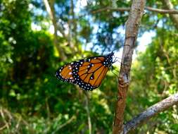 صورة <i>Danaus <i>gilippus</i></i> gilippus