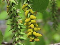 Image of Taphrina johansonii Sadeb. 1891