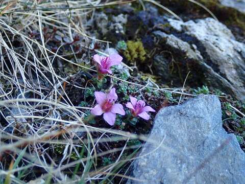 Image of purple mountain saxifrage