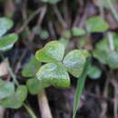 Image of Oxalis dumetorum Barn.