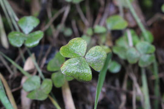 Plancia ëd Oxalis dumetorum Barn.