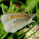 Image of Coenonympha california Westwood (1851)