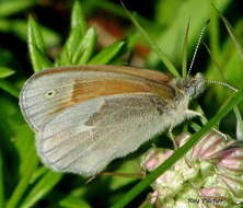 Coenonympha california Westwood (1851) resmi