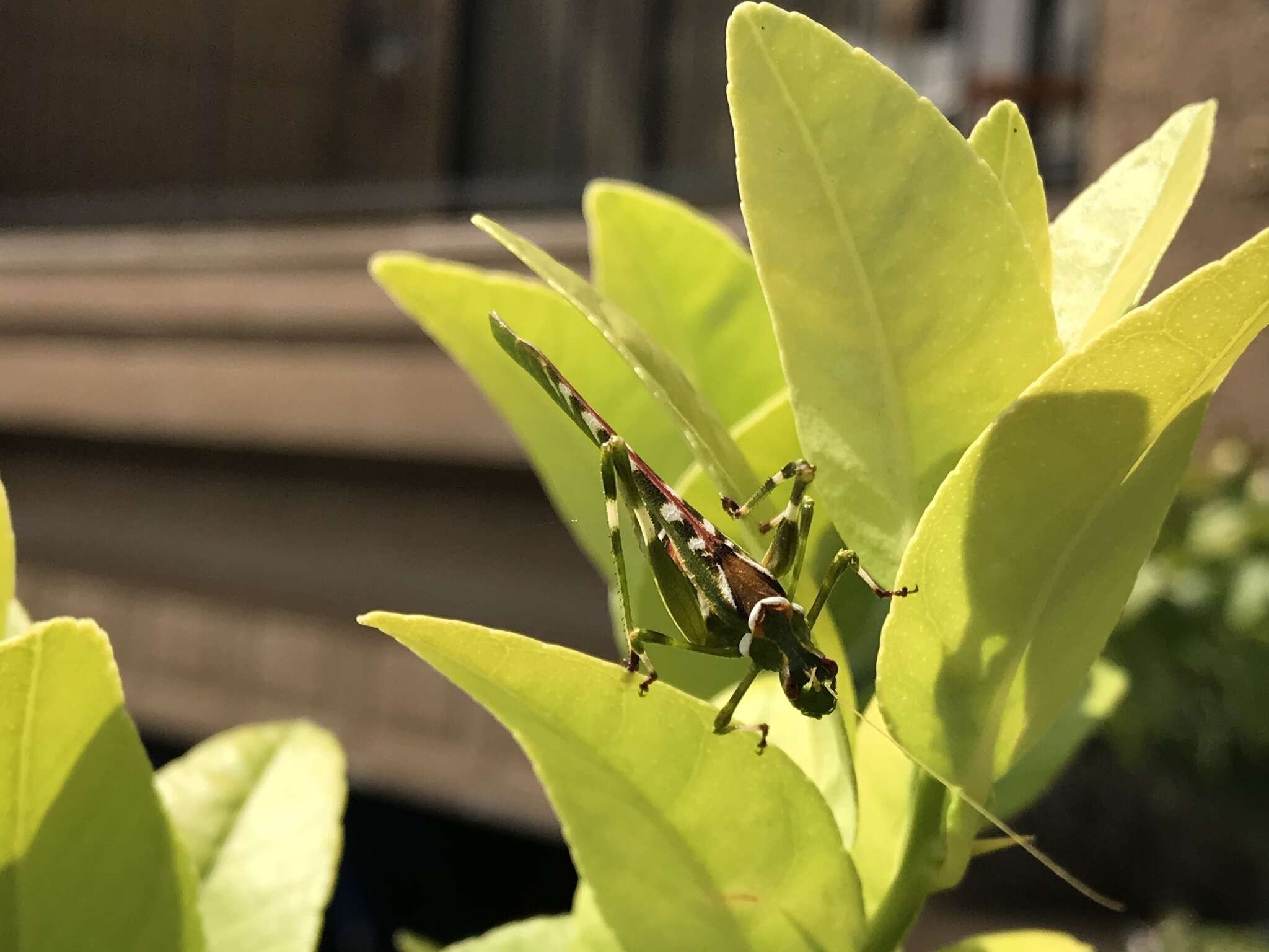 Image of Creosote Bush Katydid