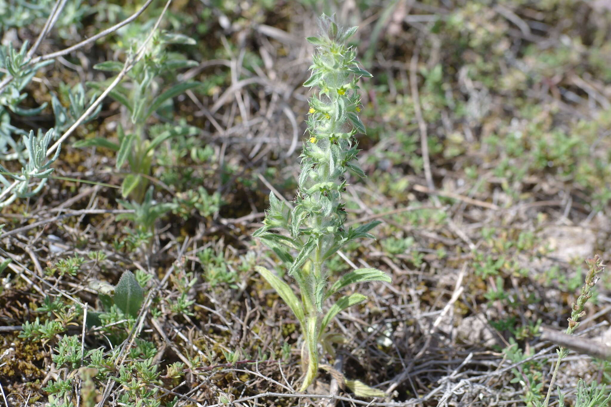 Image of mountain ironwort