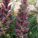 Image of Acanthus syriacus Boiss.