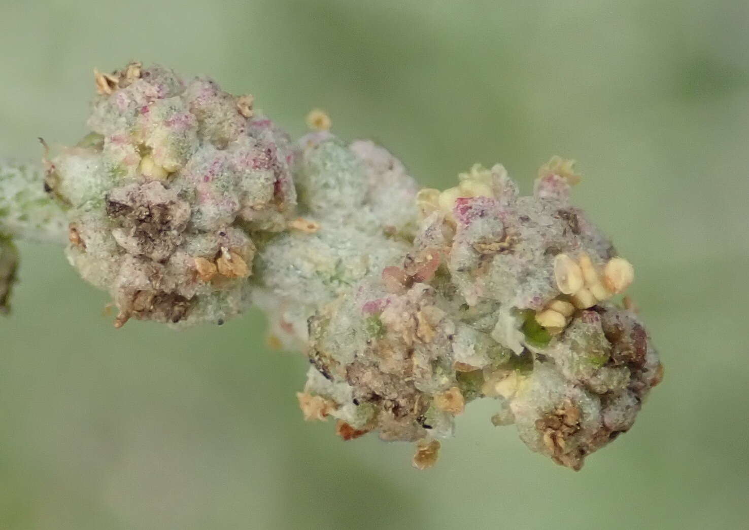 Image of Baconbush