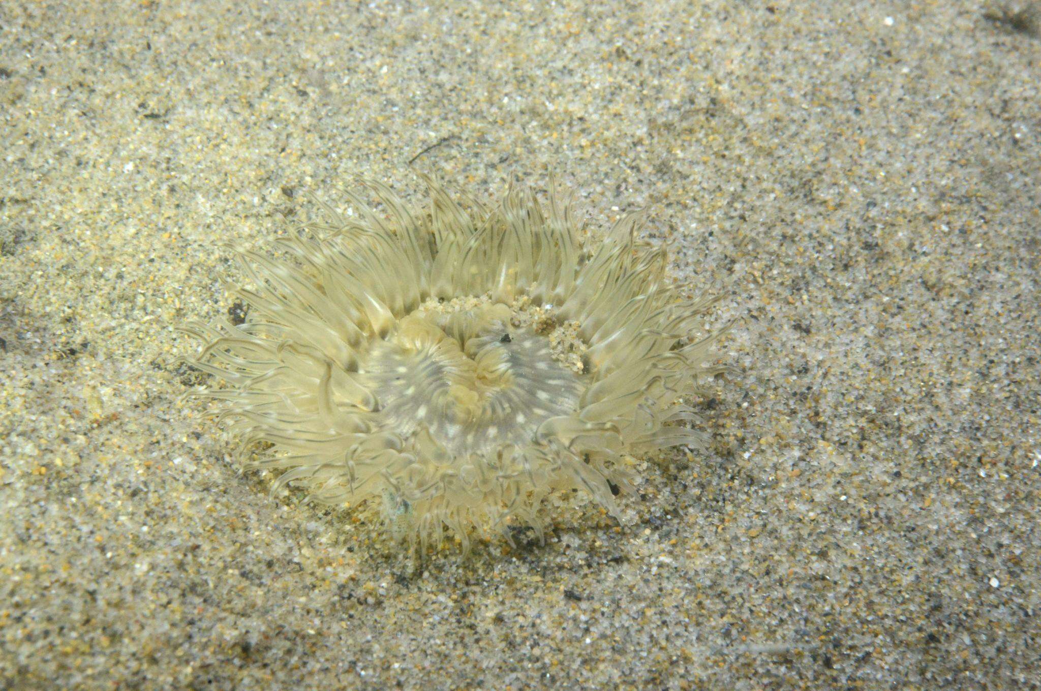 Image of cave-dwelling anemone