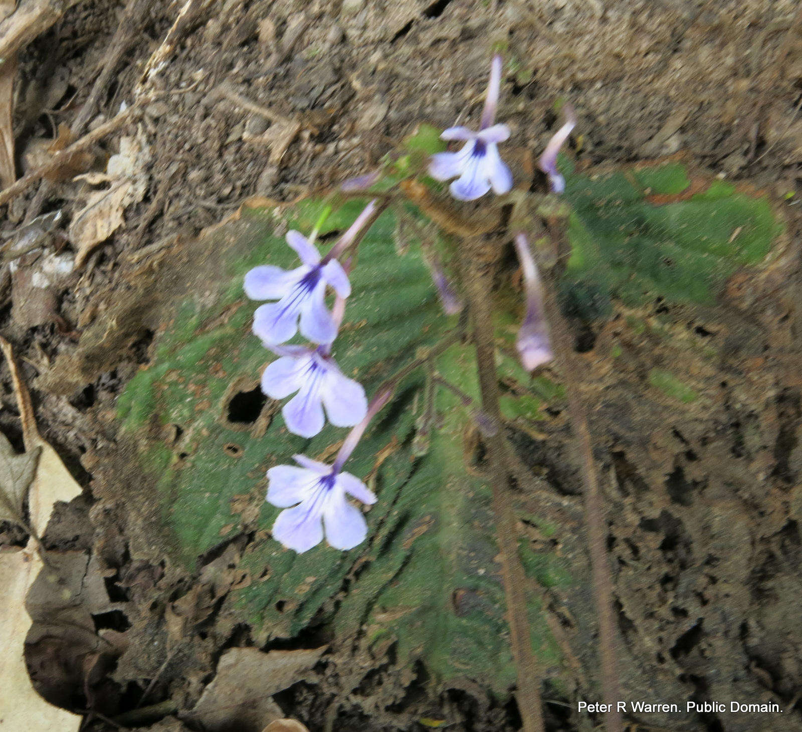 Image of Streptocarpus haygarthii N. E. Brown ex C. B. Clarke