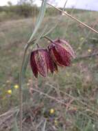 Image of Fritillaria montana Hoppe ex W. D. J. Koch