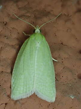 Image of green oak tortrix