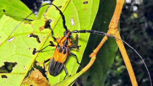 Plancia ëd Batus hirticornis (Gyllenhal 1817)