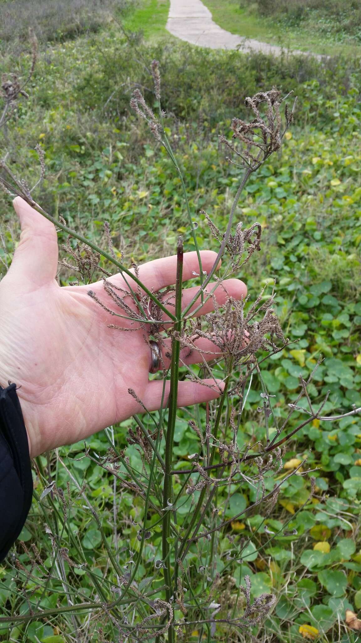 Image of Brazilian vervain