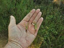 Image of Curtiss' yelloweyed grass