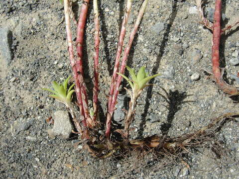 Image of Coast Range stonecrop