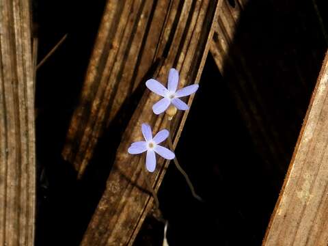 Image of Puerto Rico Ghostplant