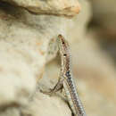 Image of Brauner's Rock Lizard